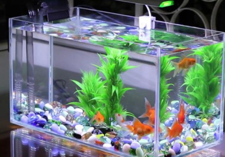 Bể Cá Mini - Điểm Nhấn Văn Phòng